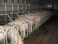 4-220px-Pig-breeding-factory