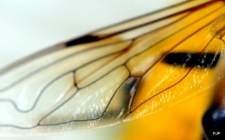 1-001_Insektenflügel