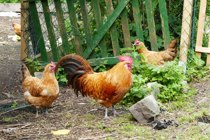 Hühner in Warnwesten